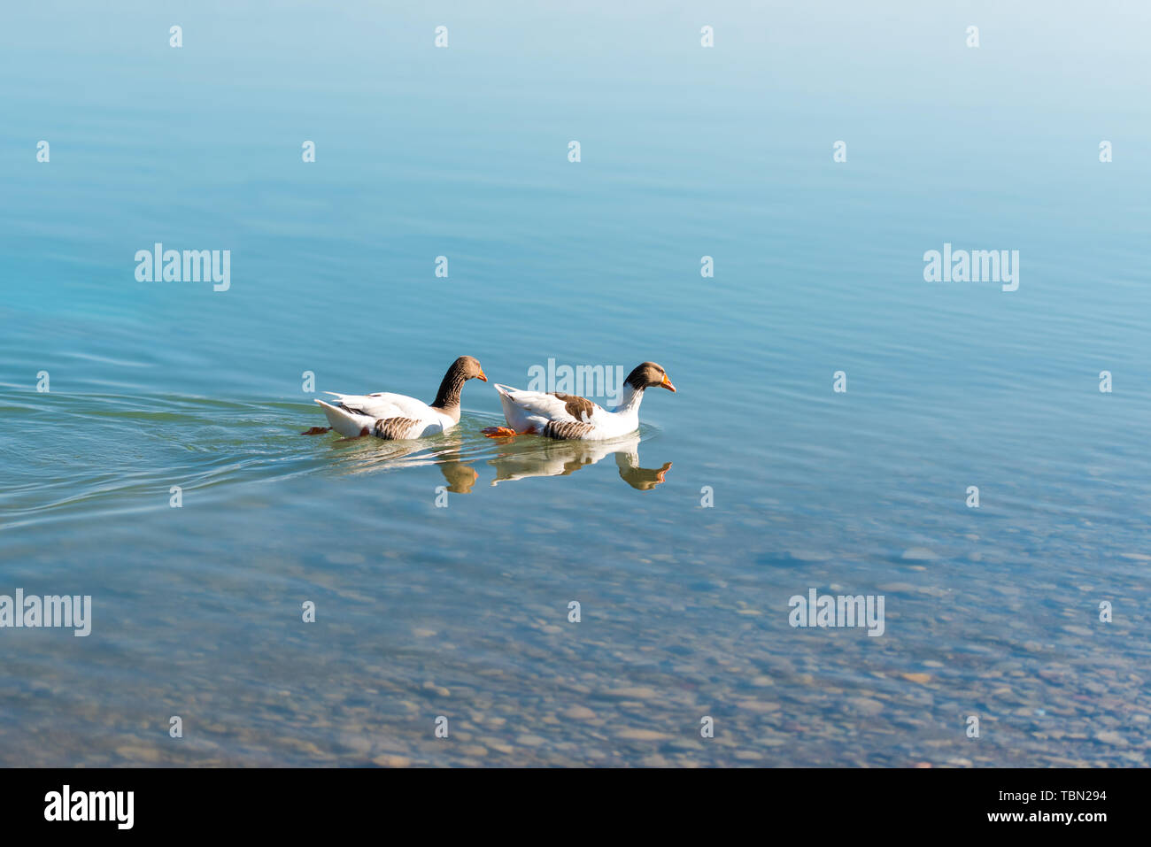Goose swimming in the blue water with waves. Duck swimming in the blue water. Stock Photo