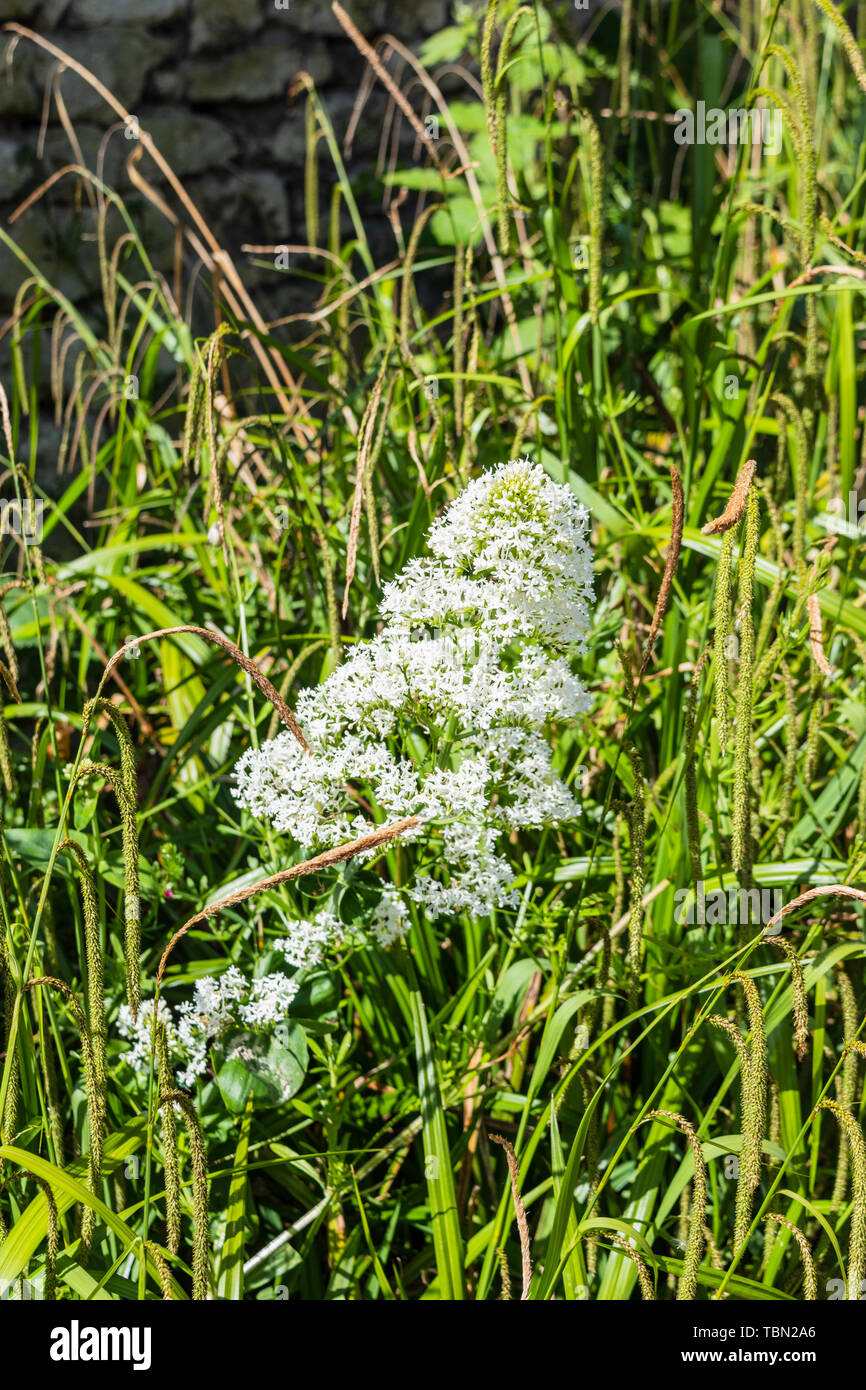Centranthus rube commonly known as Red Valerian with white flowers against a green grassy background. White Valerian is a different species Stock Photo