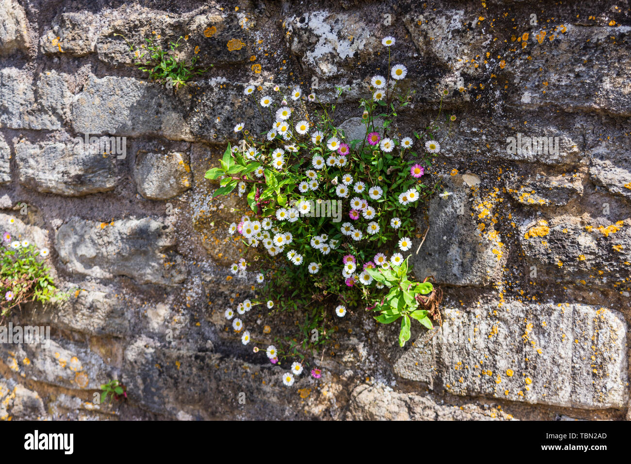 A clump of Mexican Fleabane (Erigeron karvinskianus) on an old stone brick wall with lichen and a small amount of other growth in Bradford on Avon Stock Photo