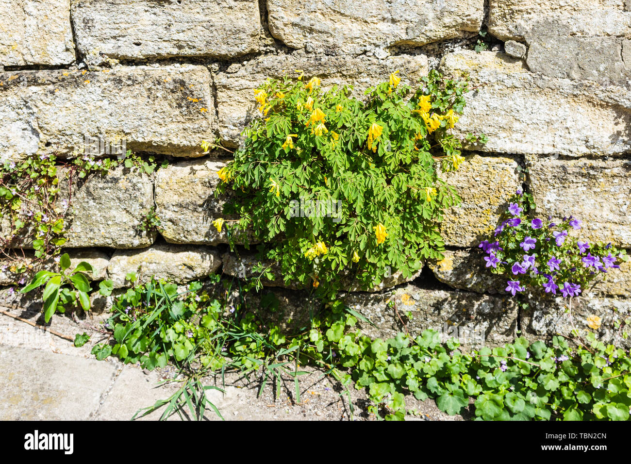 A clump of yellow corydalis Pseudofumaria lutea growing in a stone wall with a small campanula plant next to it Stock Photo