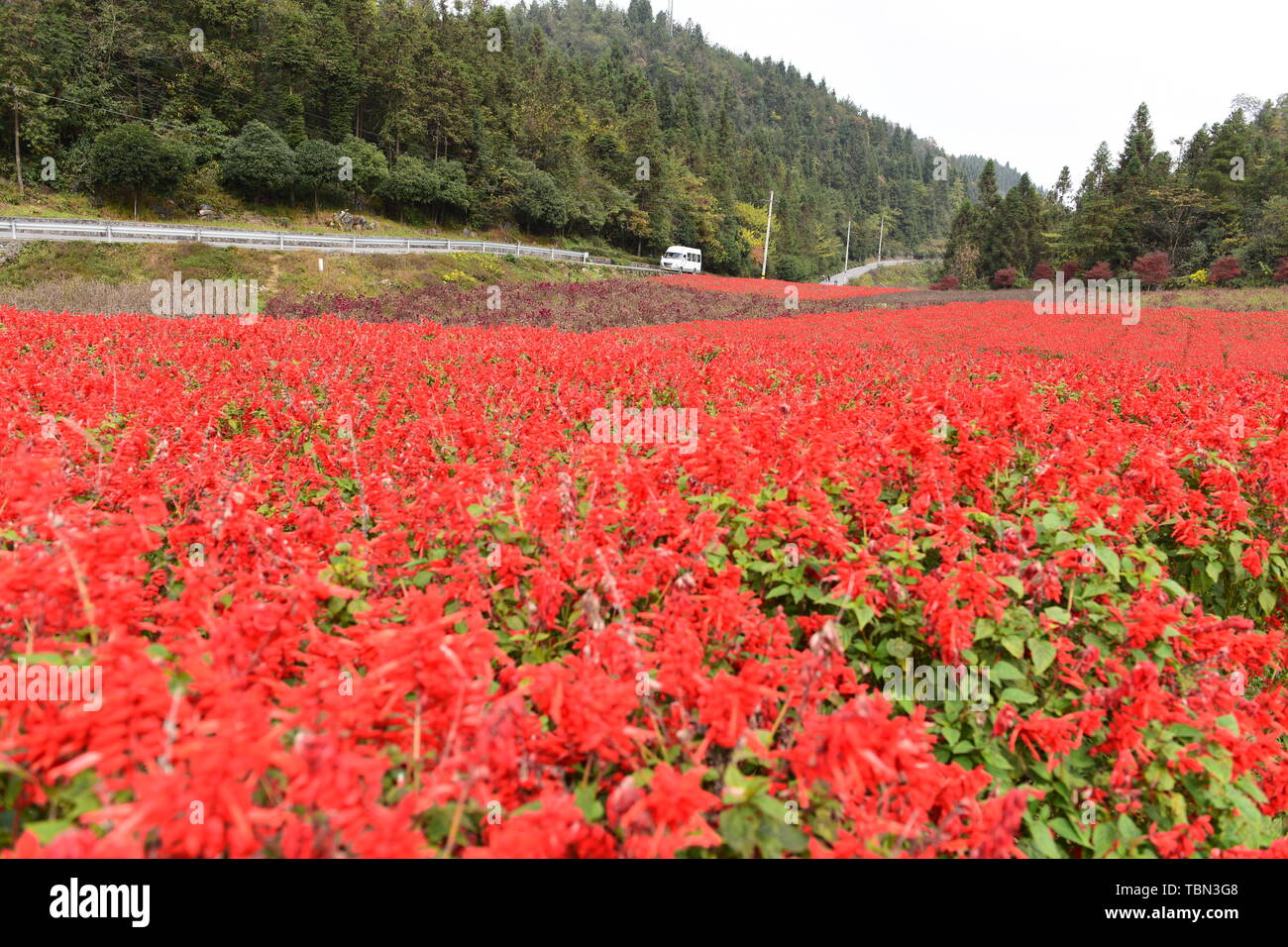 String of red flowers Stock Photo Alamy