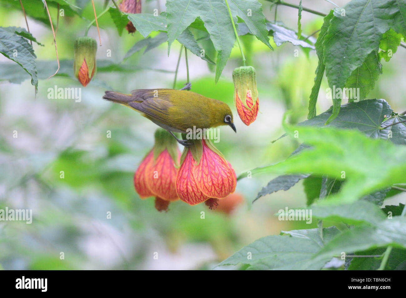 Graybellied embroideredeyed birds that eat nectar Stock Photo Alamy