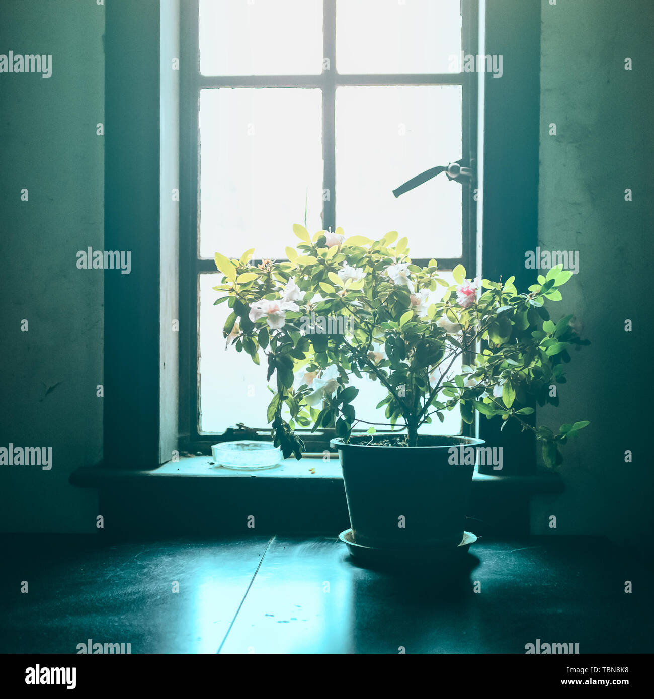 The flowers on the windowsill Stock Photo Alamy