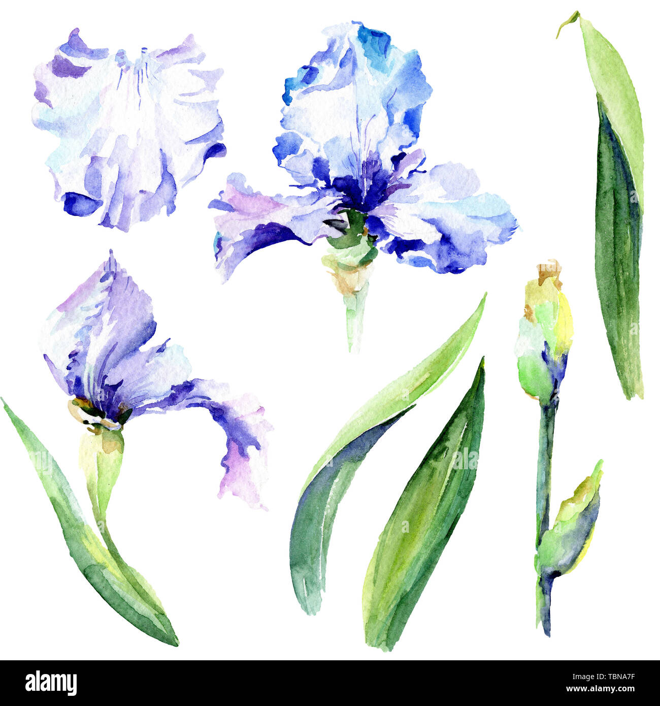 Violet Iris Floral Botanical Flowers Wild Spring Leaf Wildflower Isolated Watercolor Background Illustration Set Watercolour Drawing Fashion Aquare Stock Photo Alamy