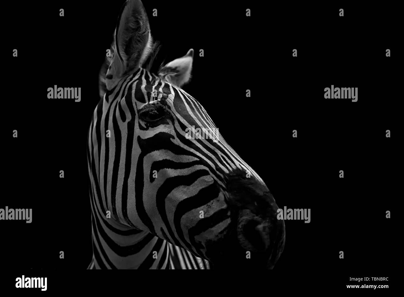 Portrait of zebra on pure black background Stock Photo - Alamy