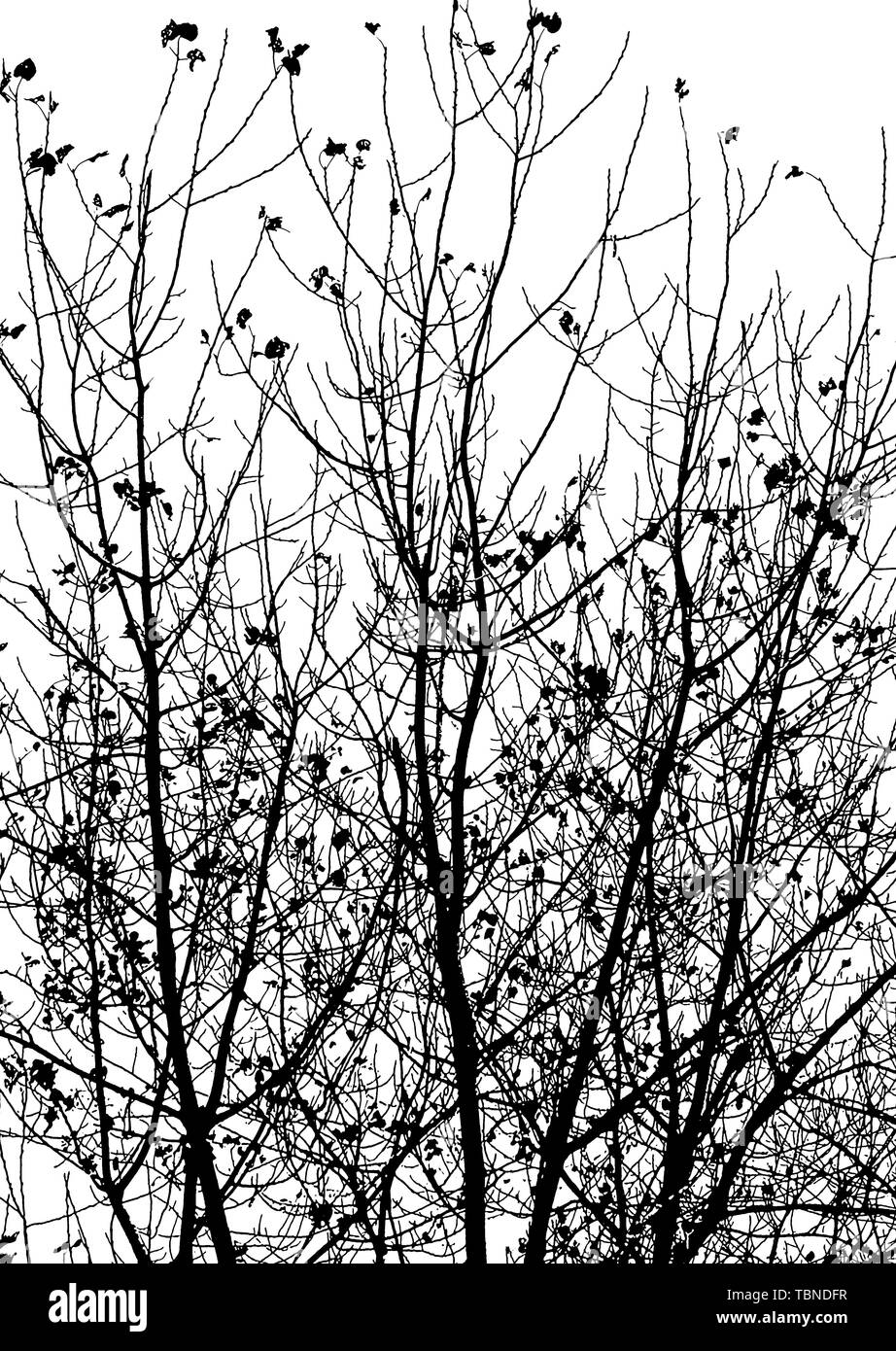 Black and white branches Stock Photo