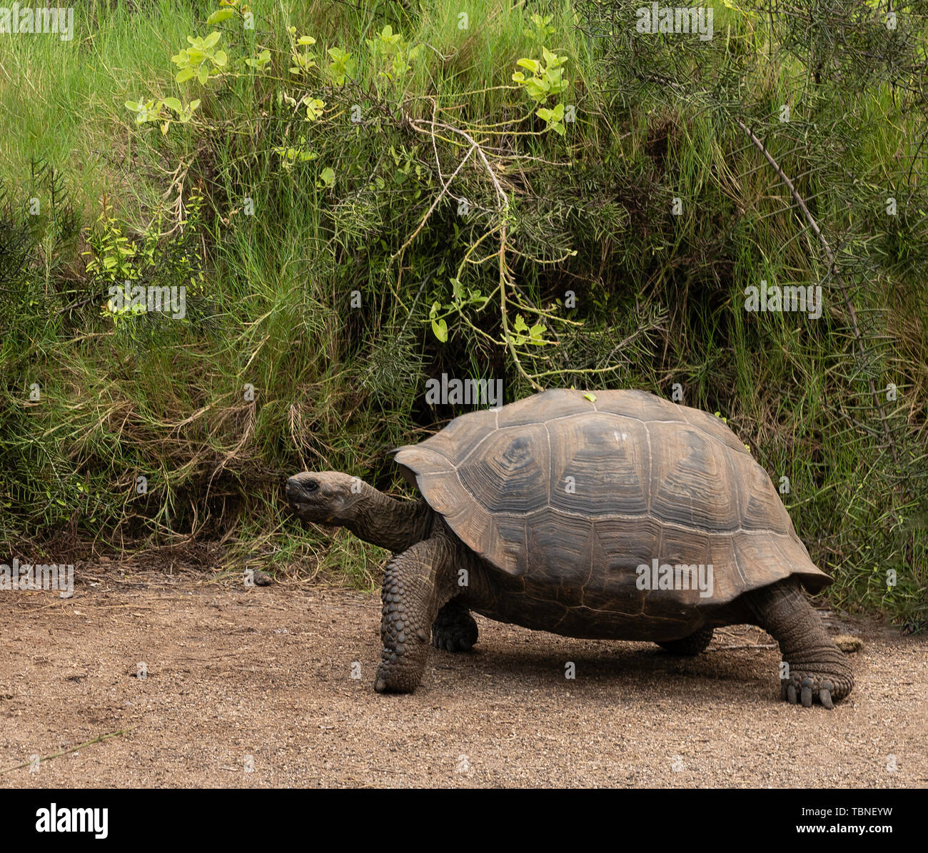 Galapagos giant tortoise (Chelonoidis nigra) walking the trails on Isabella Island in the Galapagos Islands. Stock Photo