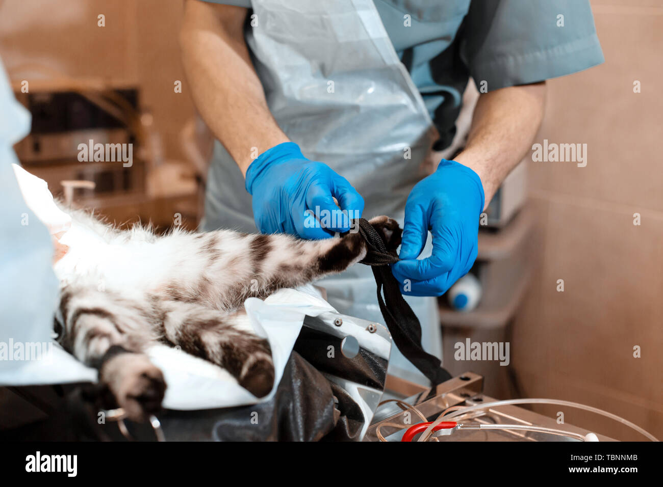 gabapentin and anesthesia cats