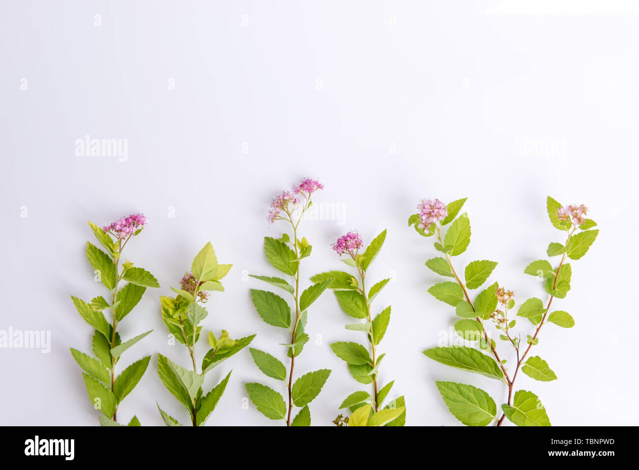 Beautiful summer plant on white background Stock Photo - Alamy