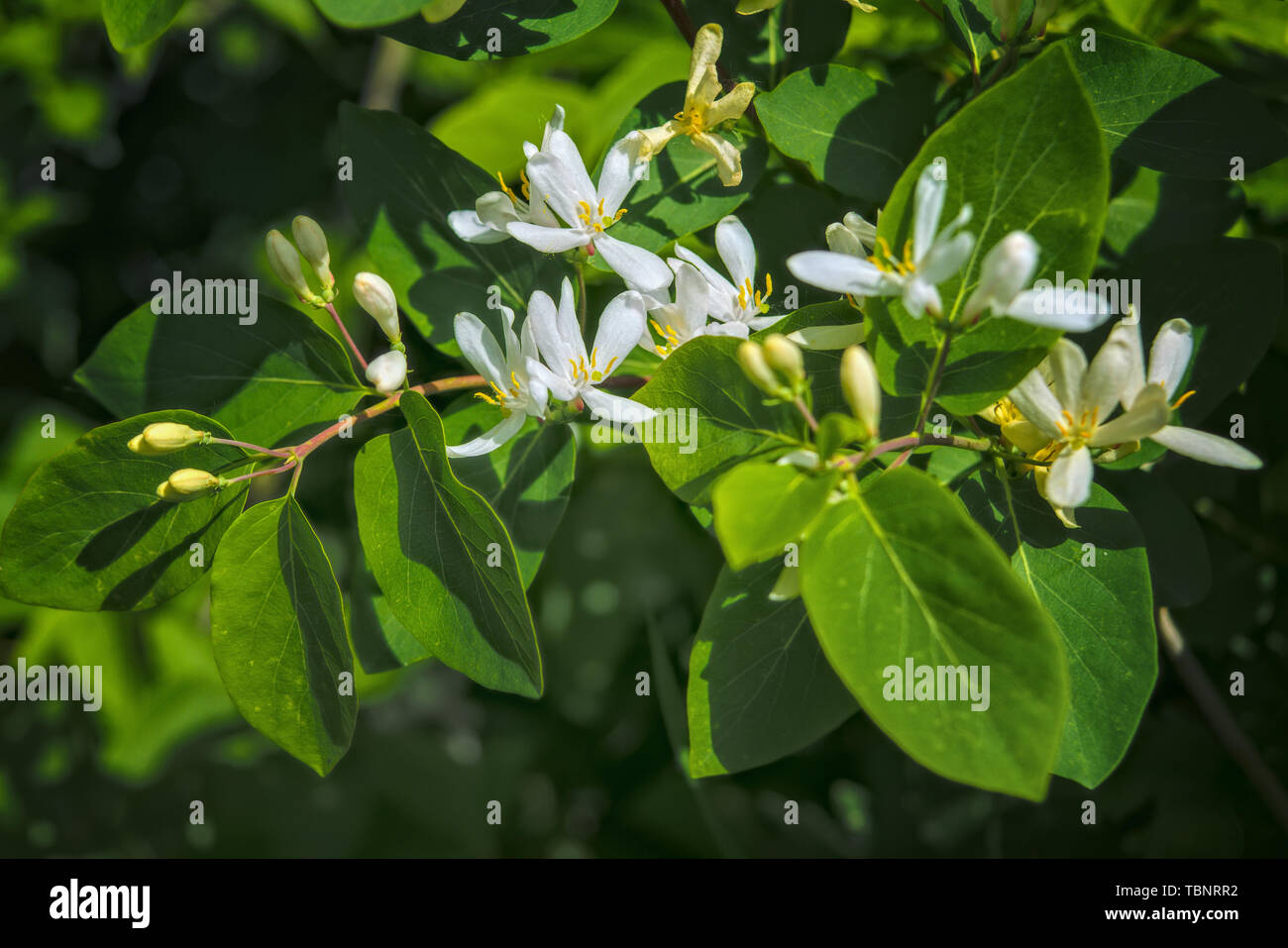 Frangula alnus flowering bush, blooming white flower close up detail. Stock Photo