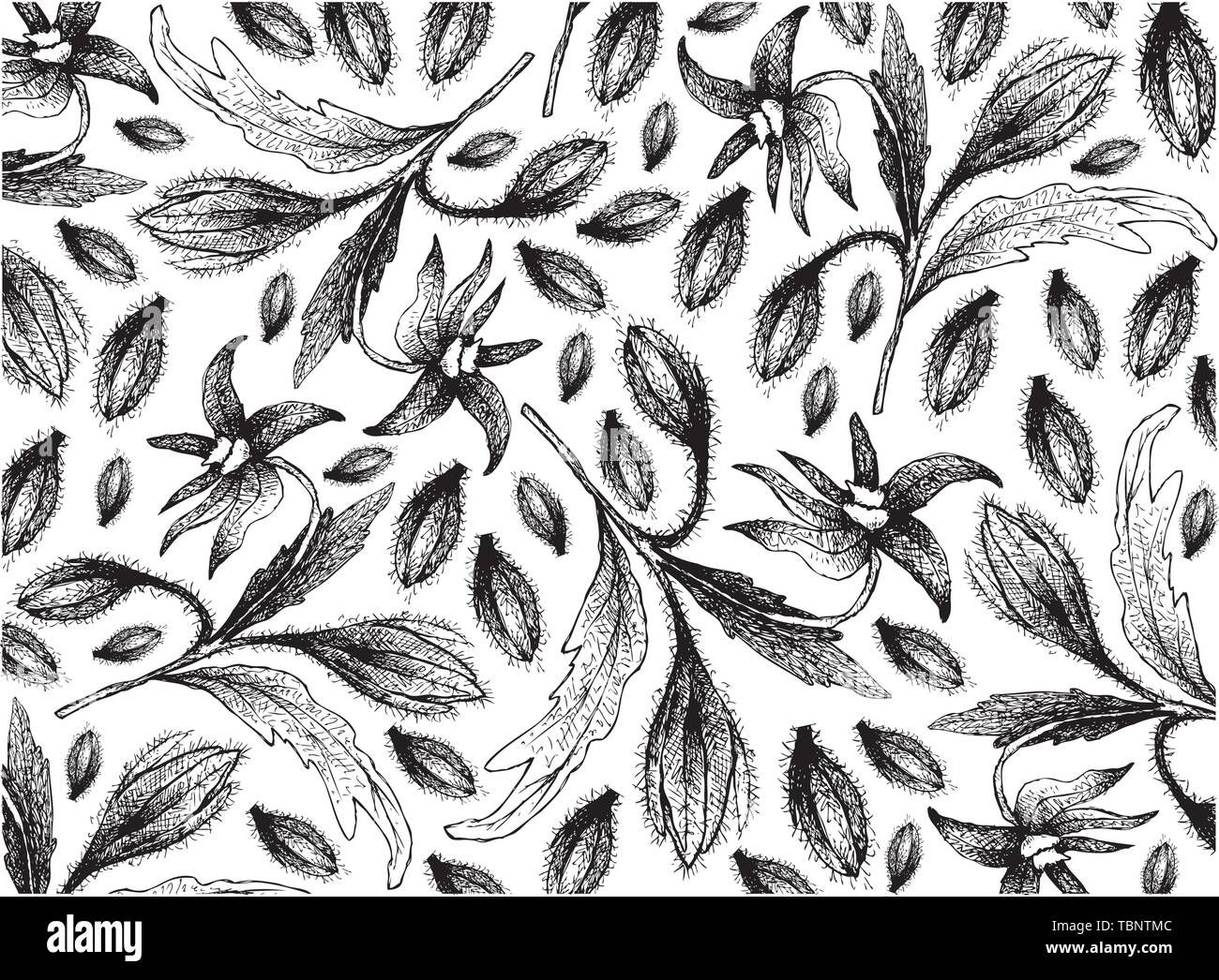 Illustration Wallpaper of Hand Drawn Sketch of Borage Seeds and