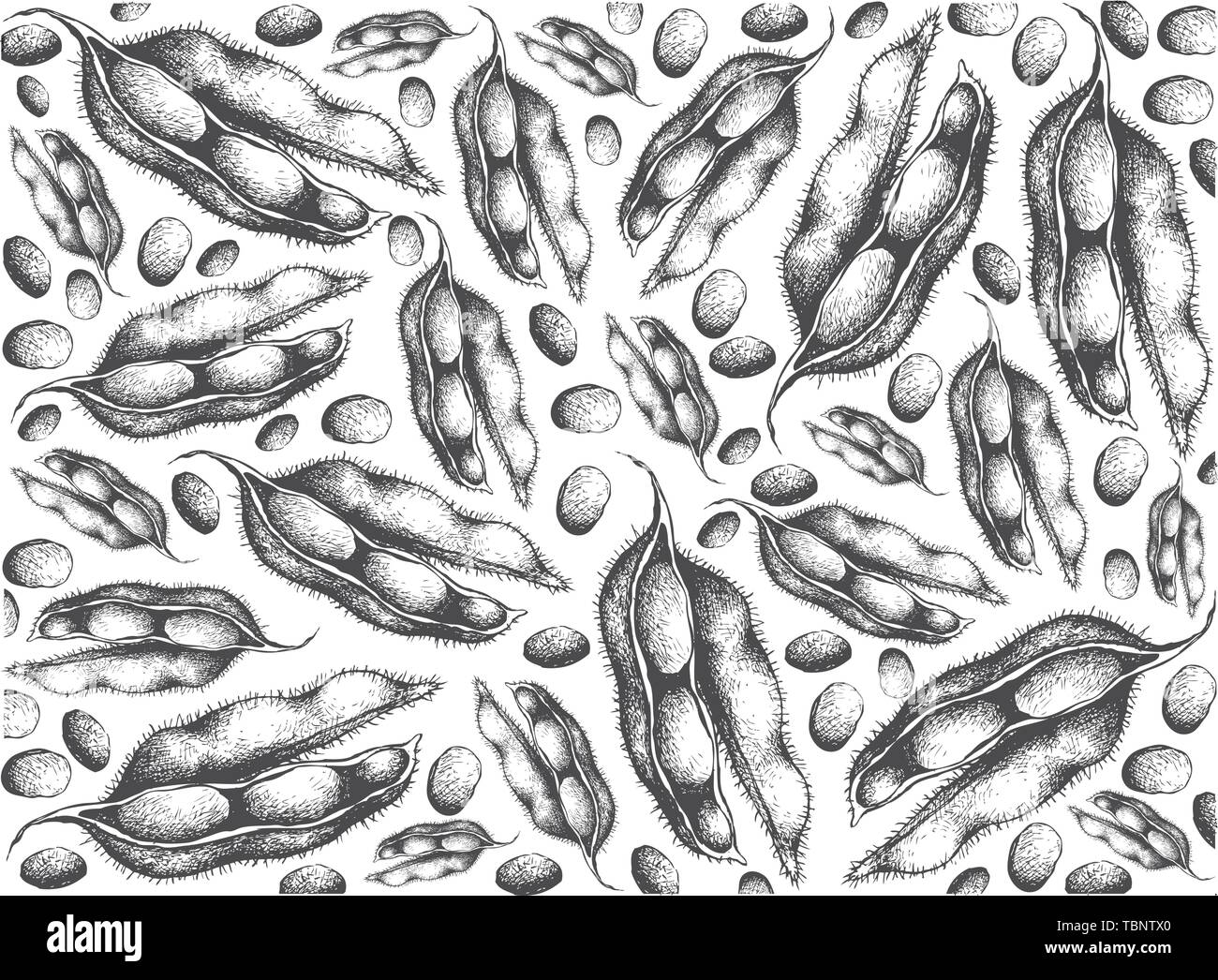 Vegetable and Fruit, Illustration Wallpaper of Hand Drawn Sketch Fresh Green Soybean or Edamame Pods Isolated on White Background. Stock Vector