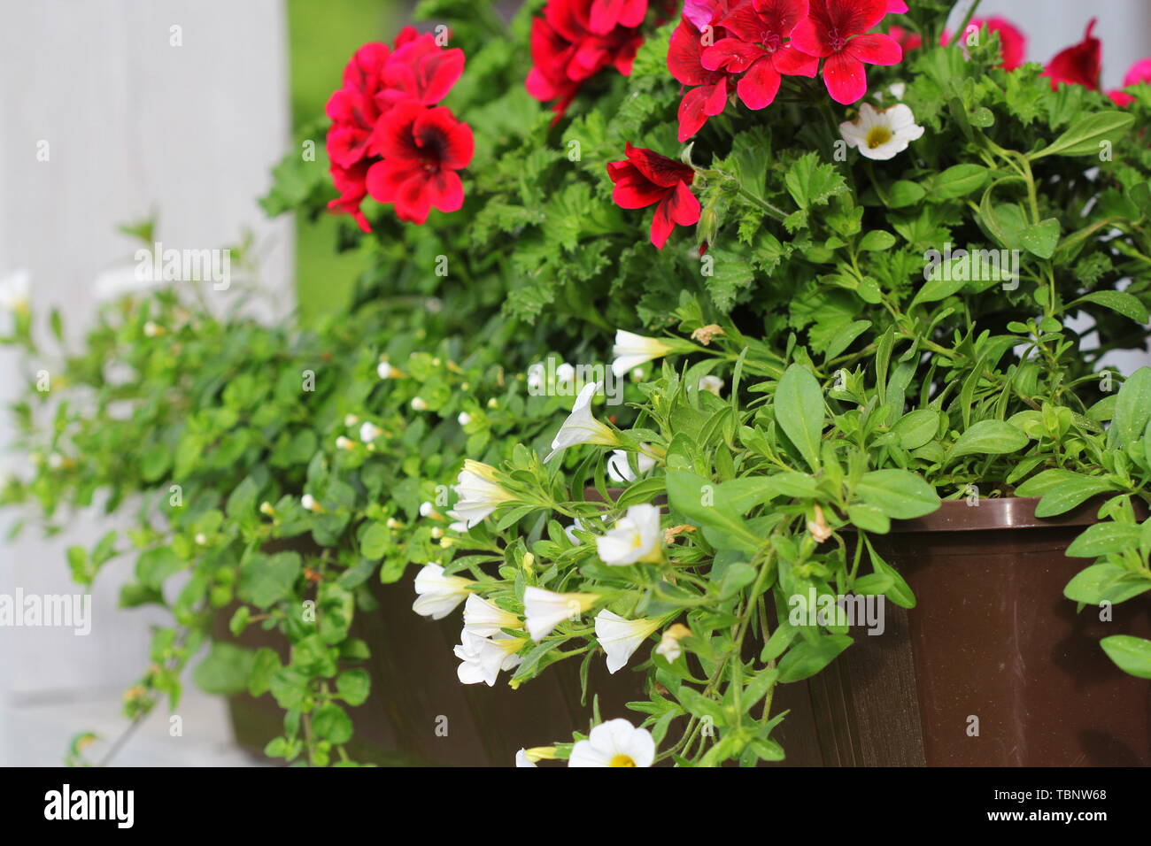 Red and white flowering plants in a flower box in the window sill . Geranium, petunia and bacopa flower growth in pot Stock Photo