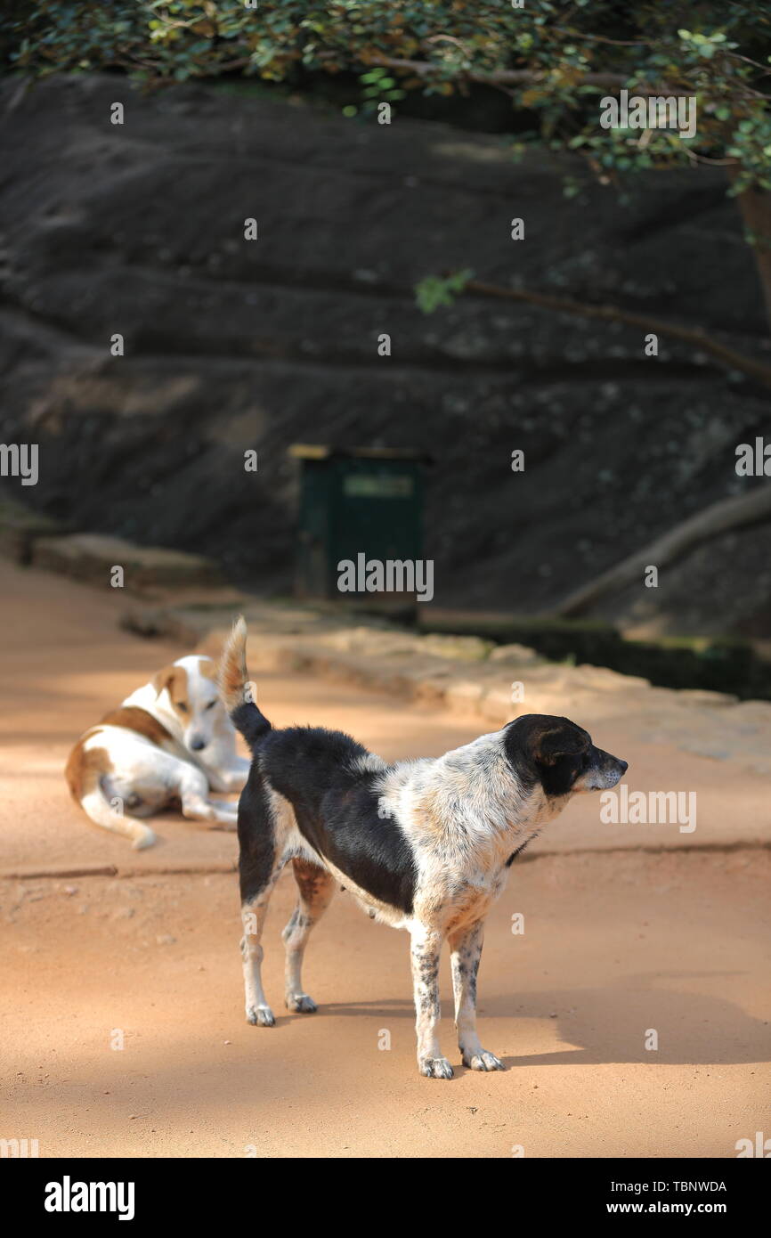 Why Do Dogs Bark At Rocks