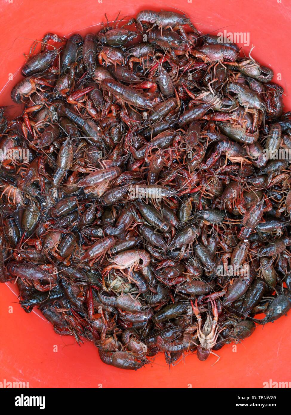 Crayfish raw materials Stock Photo