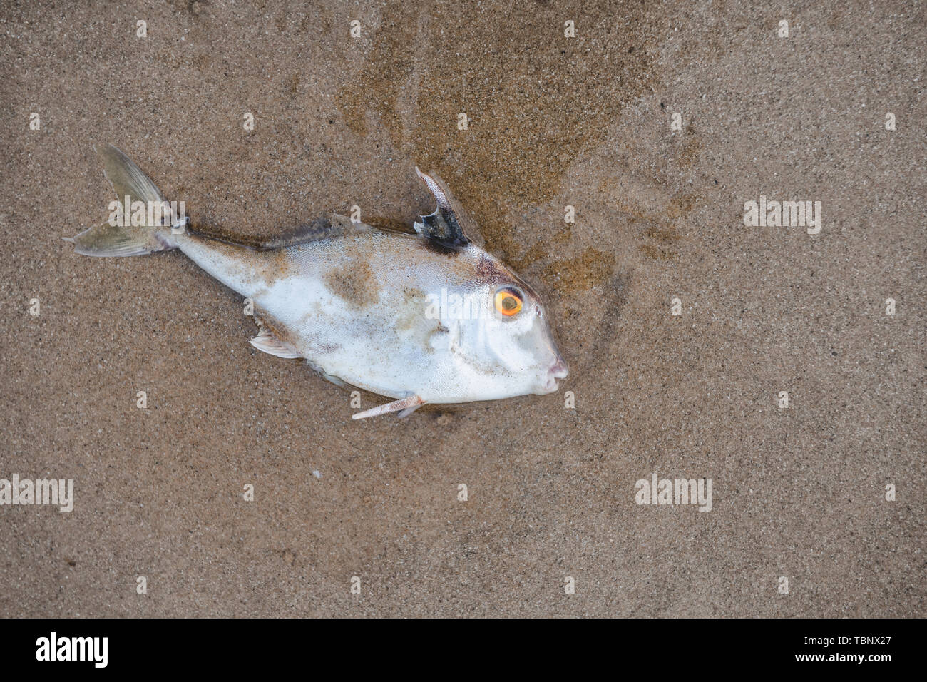 Death fish on the beach in pollution sea scape  environment with sun lighting. Stock Photo