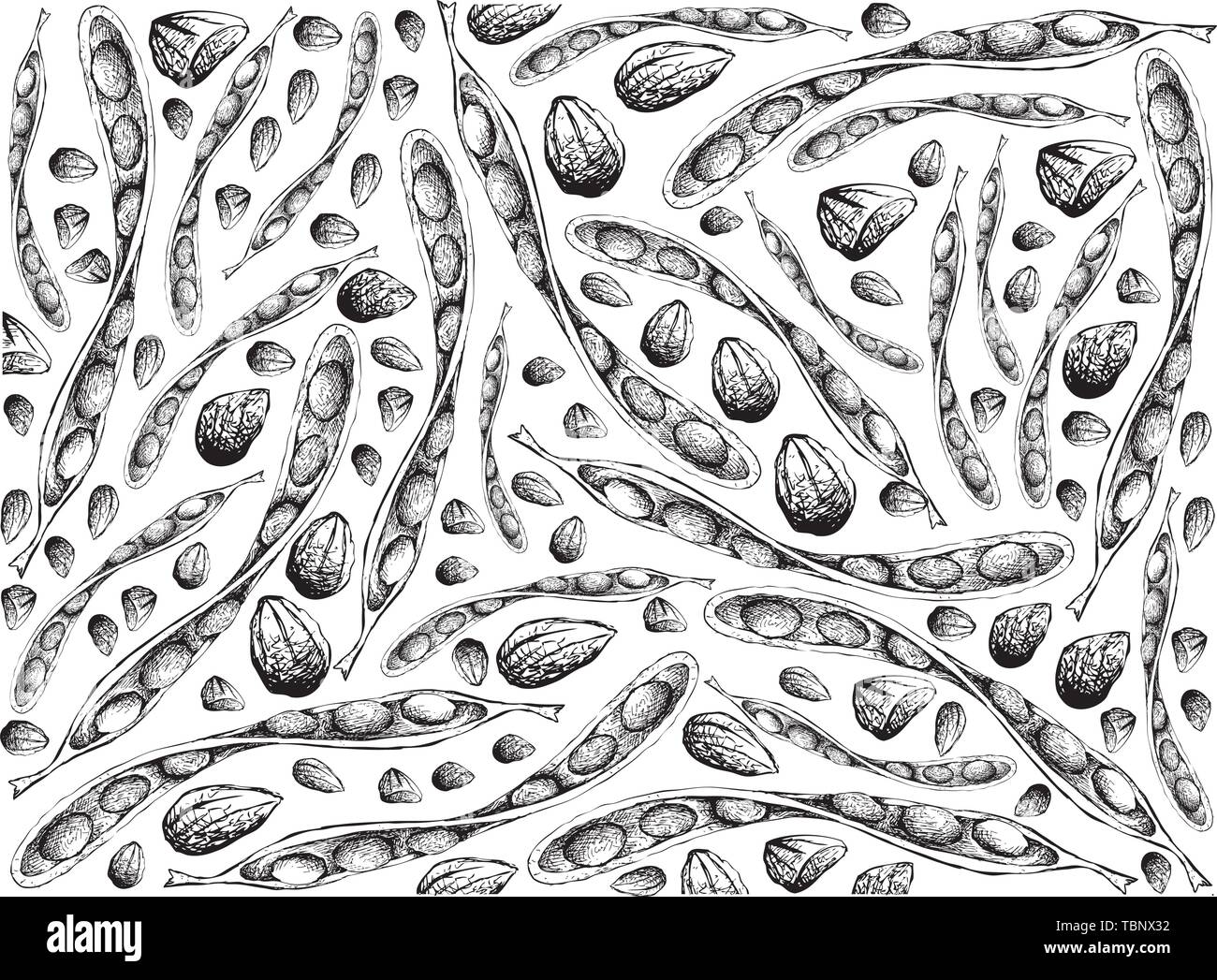 Illustration Wallpaper Background of Hand Drawn Sketch of Sato, Parkia Speciosa, Bitter Beans or Twisted Cluster Beans with Carbohydrates, Protein, Fo Stock Vector