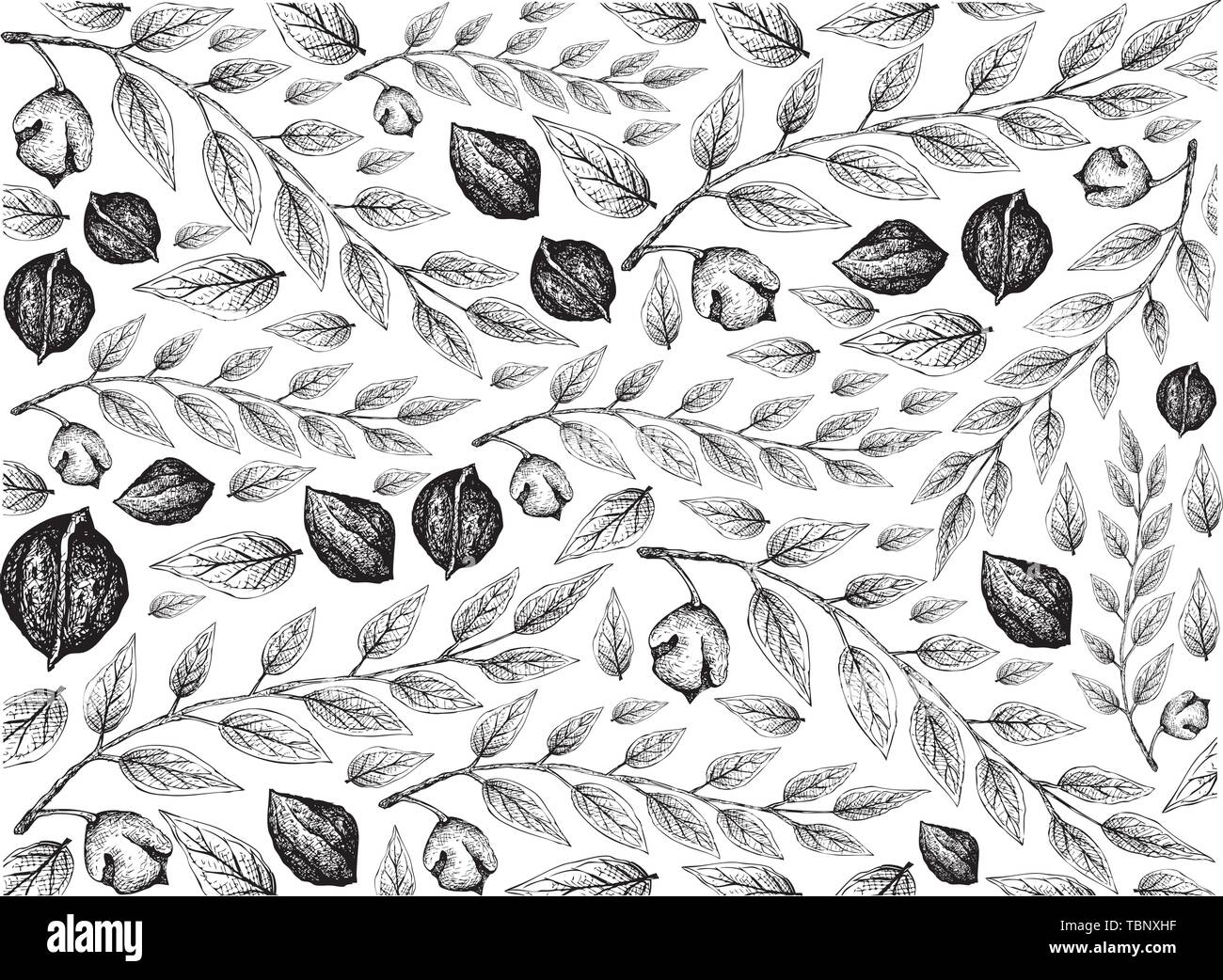 Illustration Wallpaper of Hand Drawn Sketch of Black Walnuts or Juglans Nigra Background, Good Source of Dietary Fiber, Vitamins and Minerals. Stock Vector