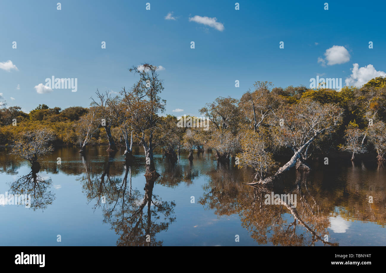 Environment of botanical garden wetland trees and dark water with sun lighting and blue sky. Stock Photo