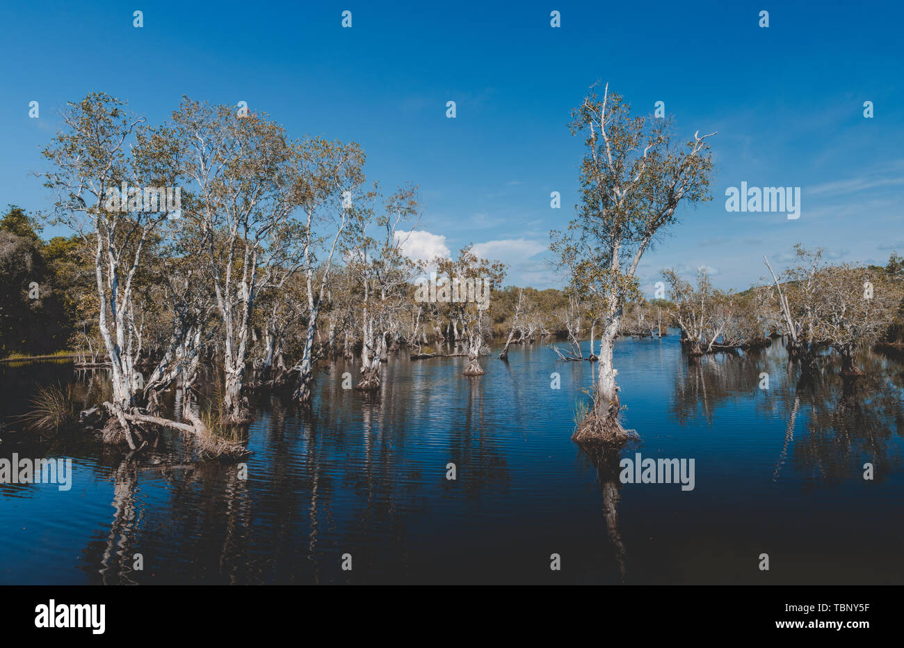 Environment of botanical garden wetland trees and dark water with sun lighting and blue sky. Stock Photo