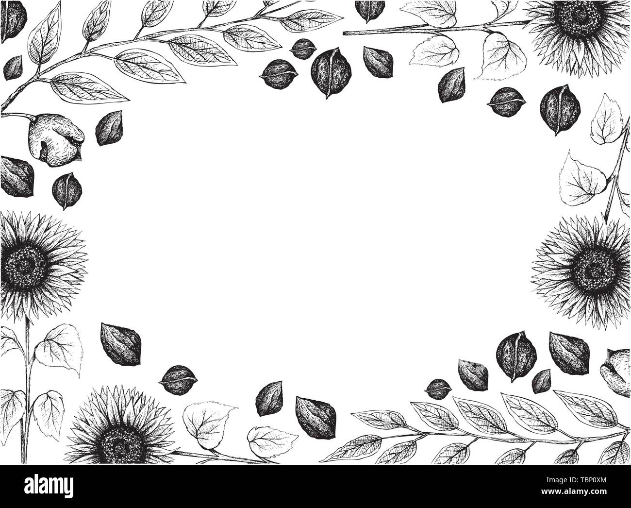 Illustration Frame fof Hand Drawn Sketch of Sunflowers and Black Walnuts or Juglans Nigra on White Background. Stock Vector