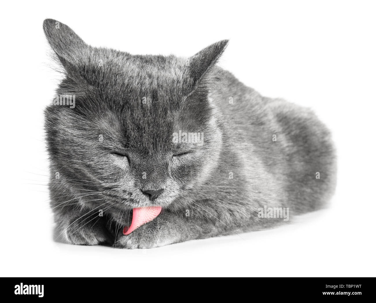 Cute funny cat on white background Stock Photo - Alamy
