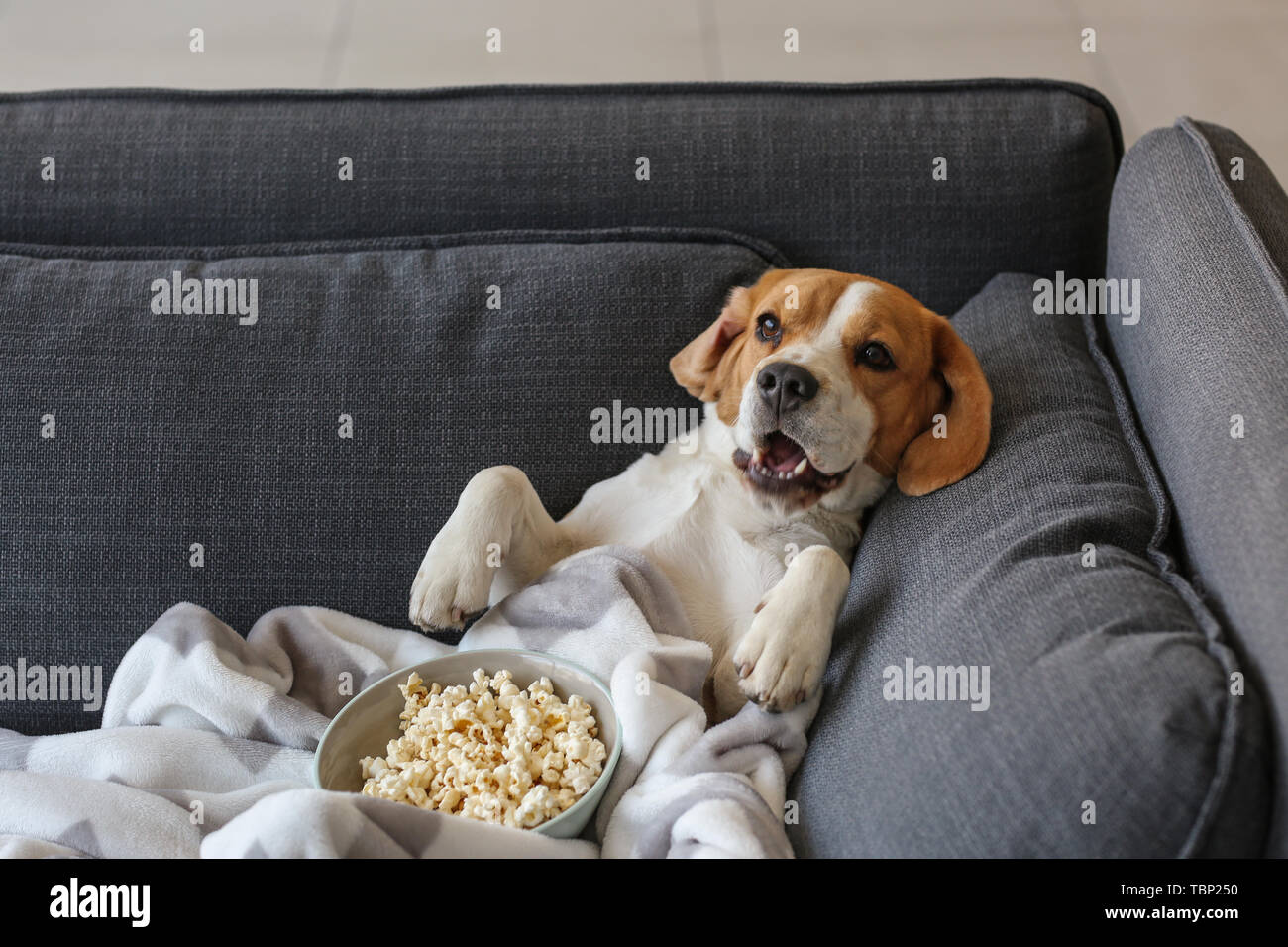 Cute funny dog with tasty popcorn lying on sofa at home Stock Photo