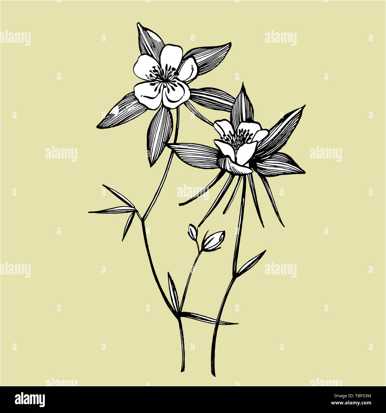 Double Columbine flowers. Collection of hand drawn flowers and plants. Botany. Set. Vintage flowers. Black and white illustration in the style of Stock Photo