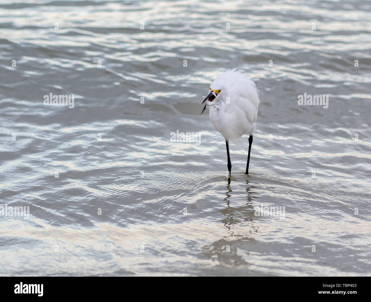 Snowy Egret Catches Small Fish whilte hunting in surf Stock Photo