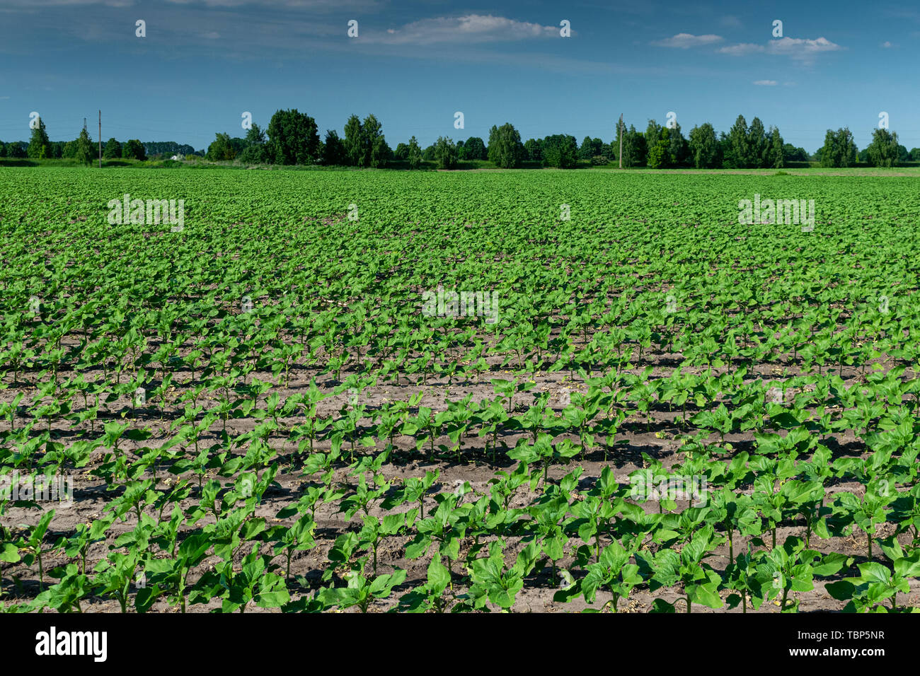 Young sunflower plants growing on the field in early summer Stock Photo ...