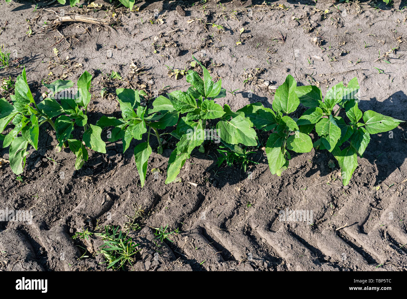 Young sunflower plants growing on the field in early summer Stock Photo ...