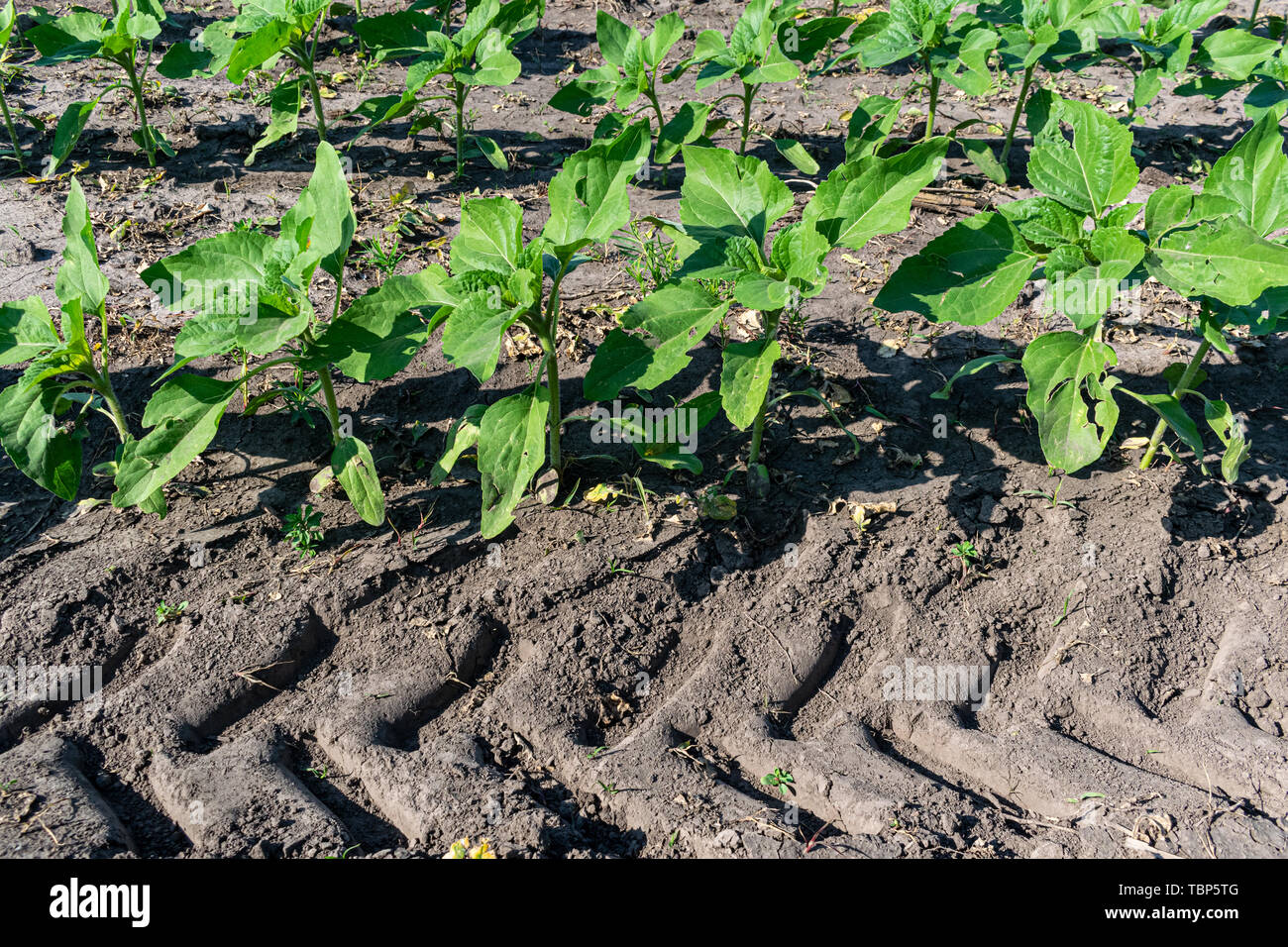 Young sunflower plants growing on the field in early summer Stock Photo ...