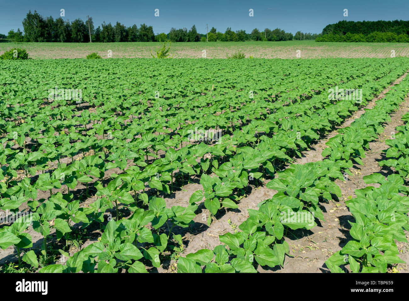 Young sunflower plants growing on the field in early summer Stock Photo ...
