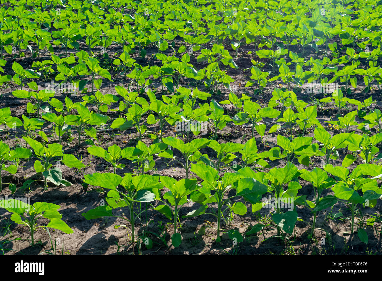 Young sunflower plants growing on the field in early summer Stock Photo ...