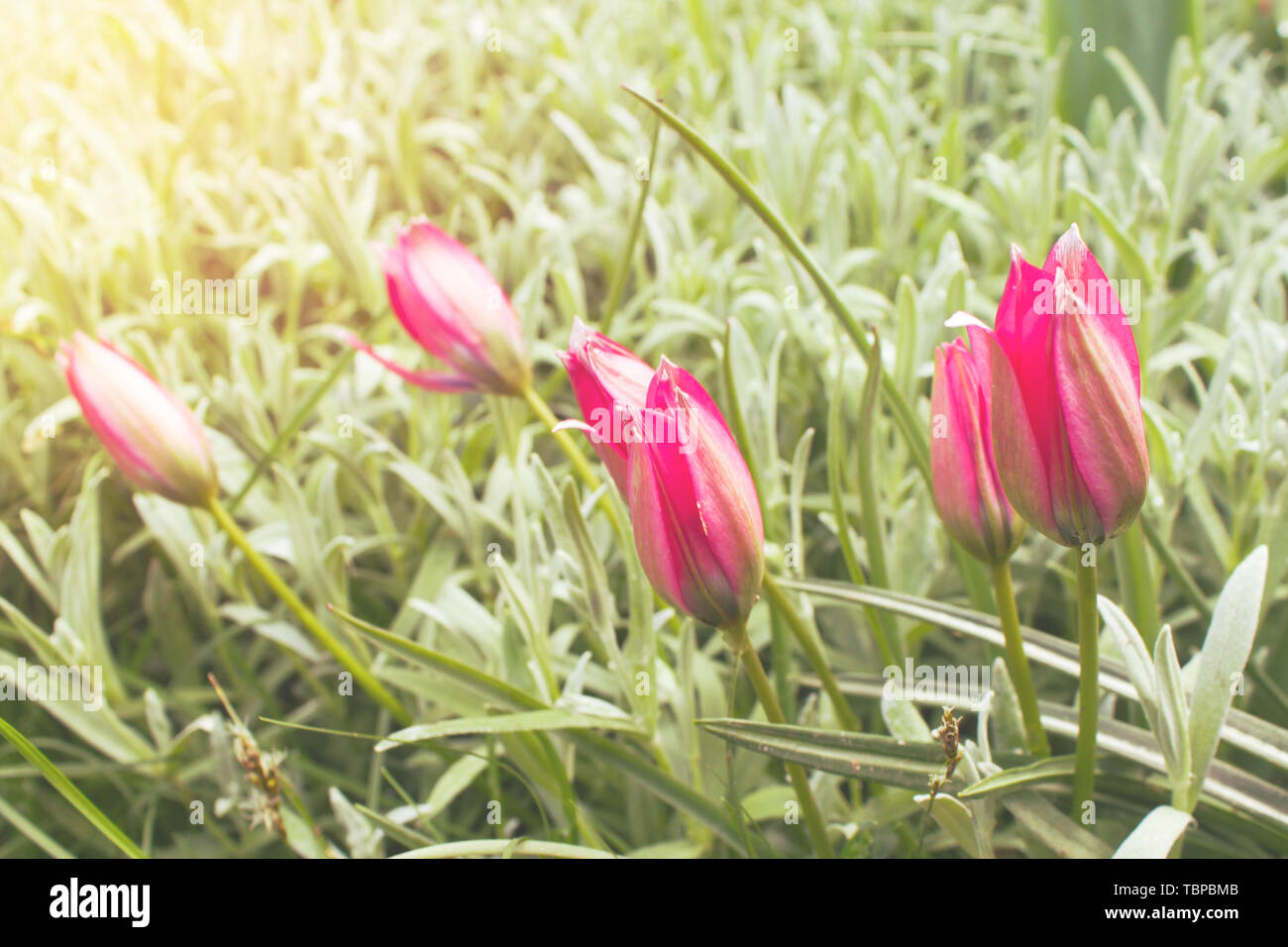 tulips on blurred background. toned photo Stock Photo