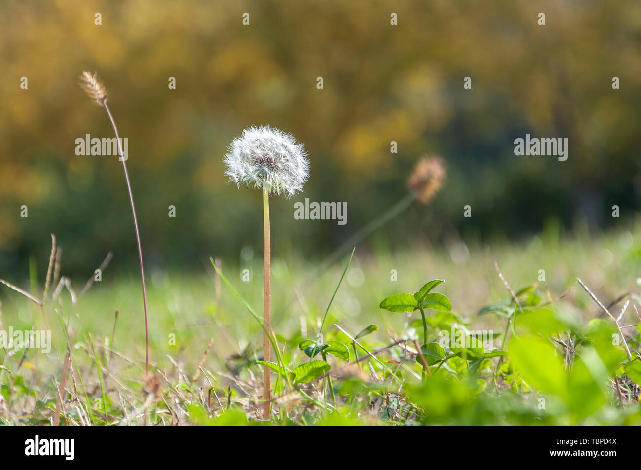 Dandelion and dry meadows hi-res stock photography and images - Alamy