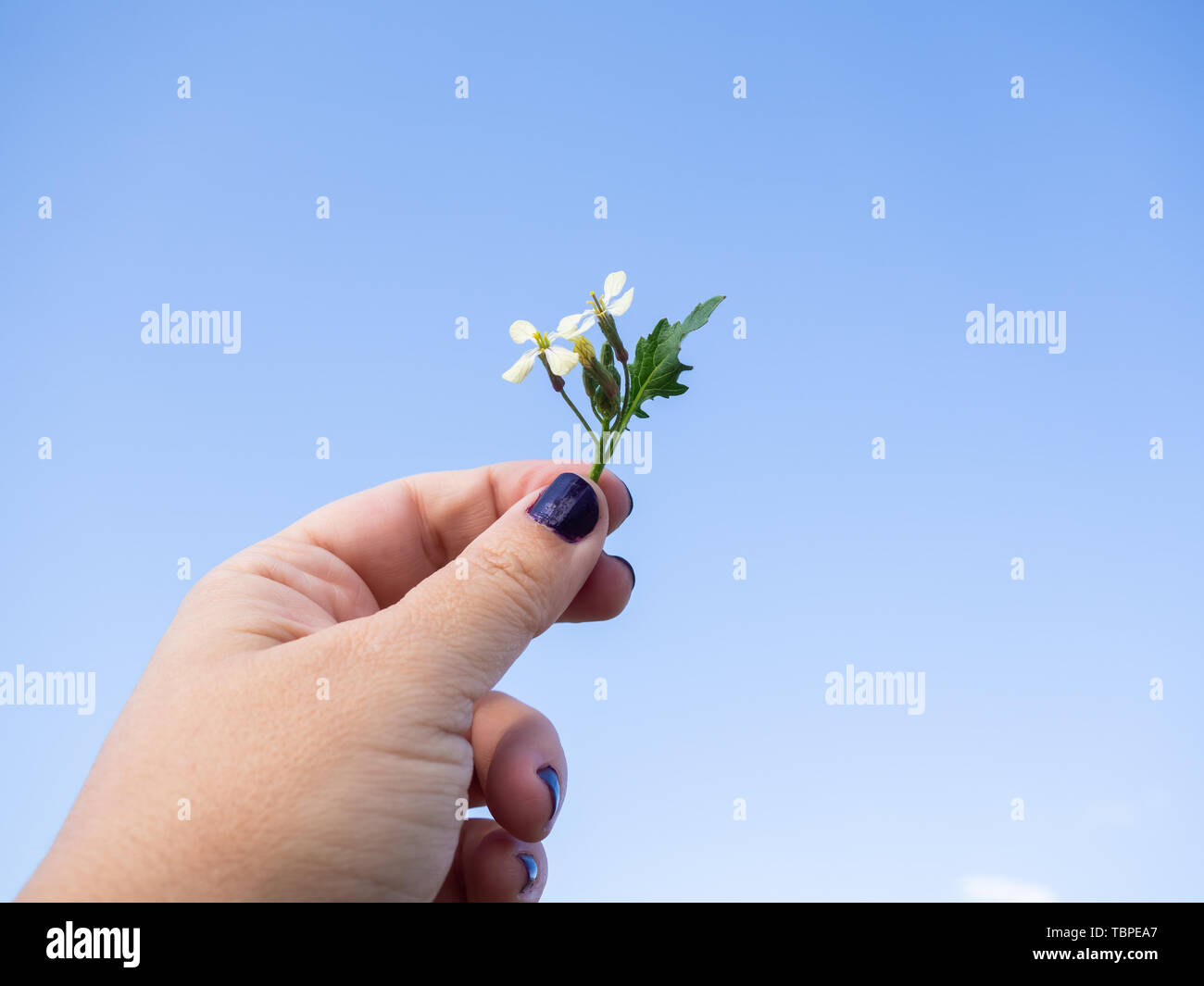 A woman with nails painted purple with flowers in her hand in spring. Stock Photo