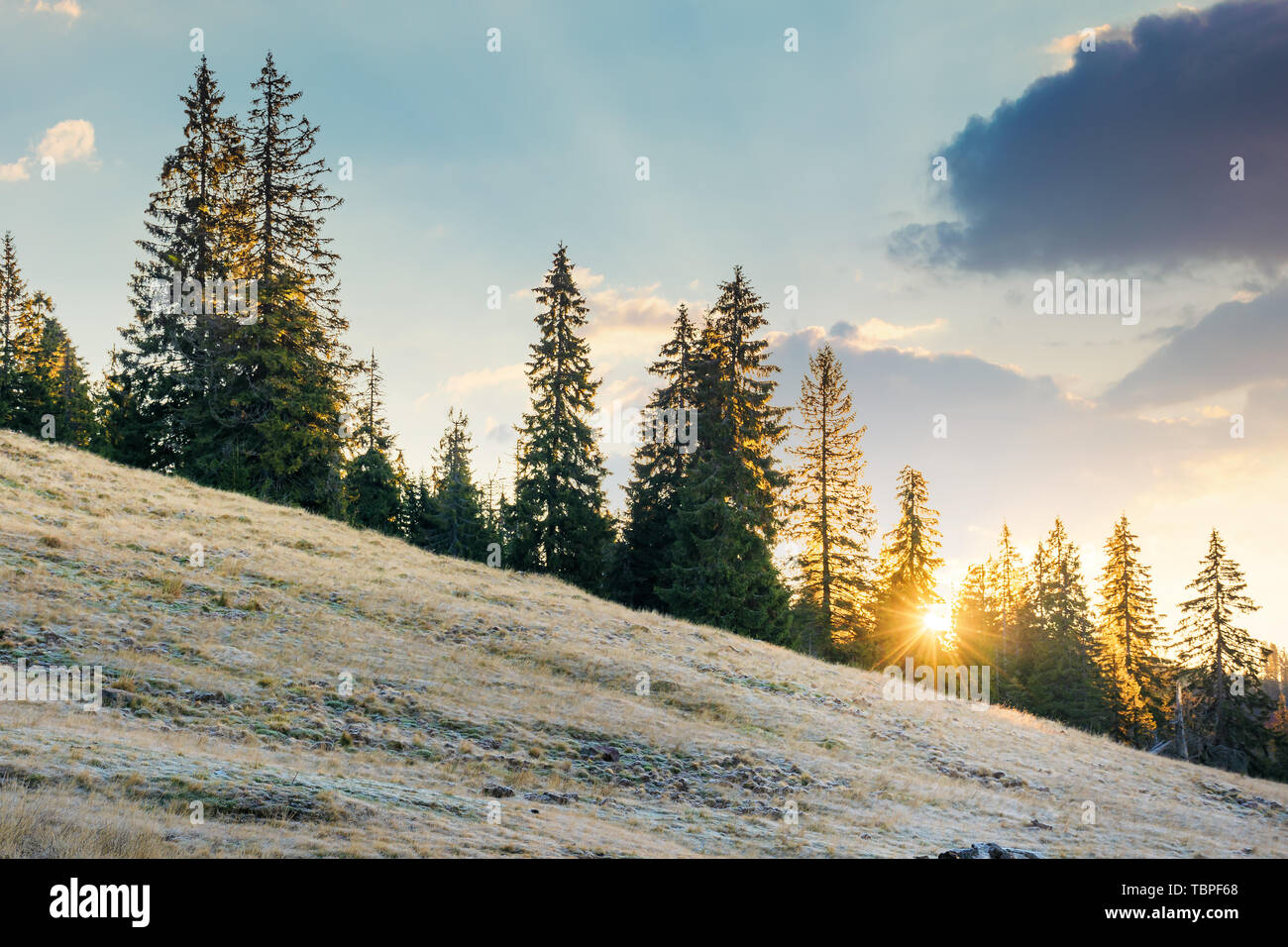 rising sun behind the spruce trees on the hill. sunny morning in apuseni natural park, romania. beautiful autumn background with grassy hillside meado Stock Photo