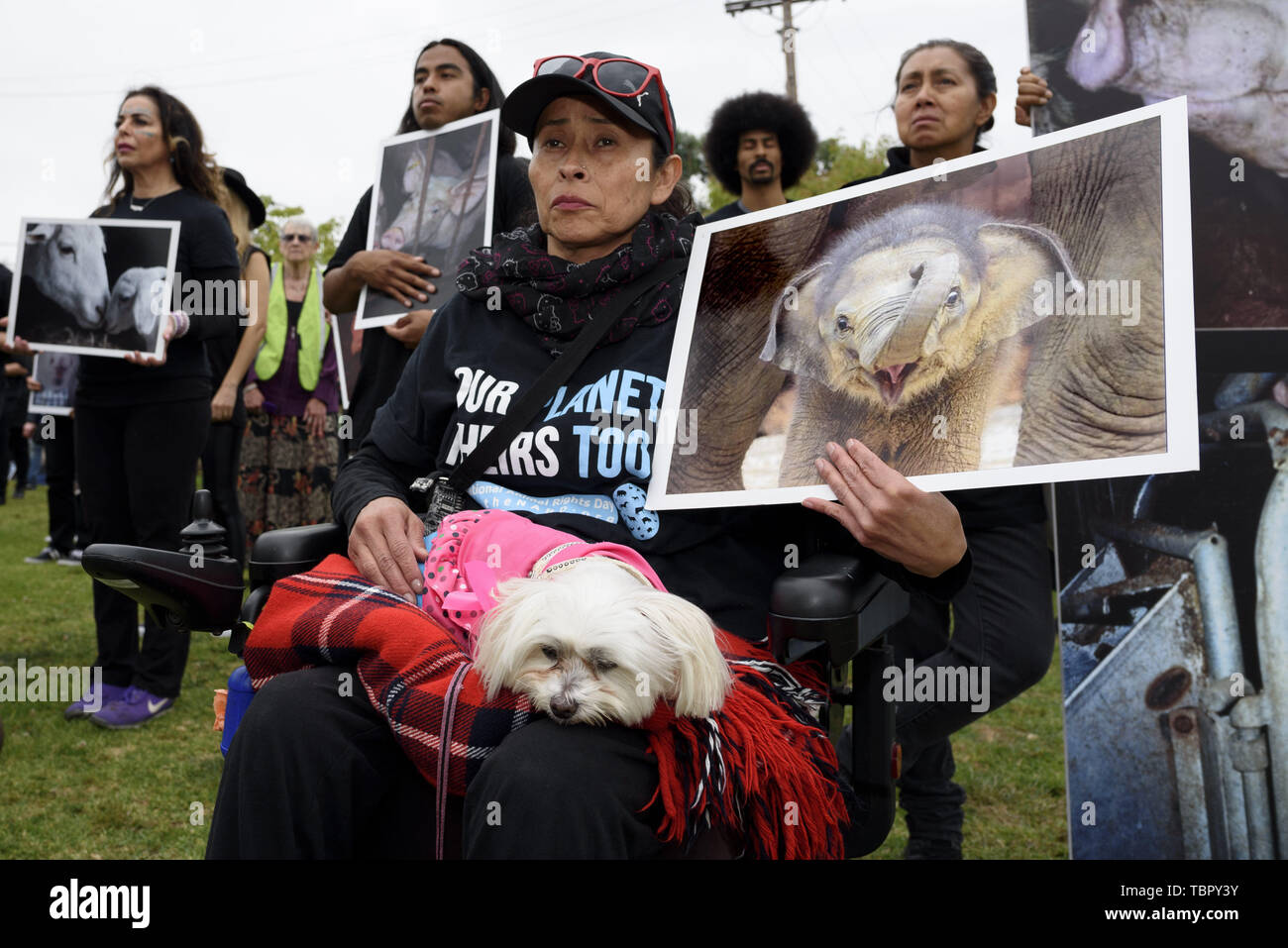 Animal protest california 2019 hi-res stock photography and images - Alamy