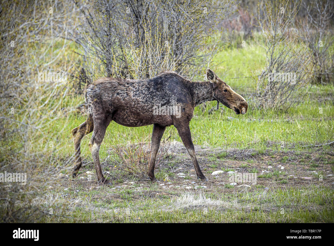 A female moose walks in the Gros Ventre area near Moose, Wyoming in the