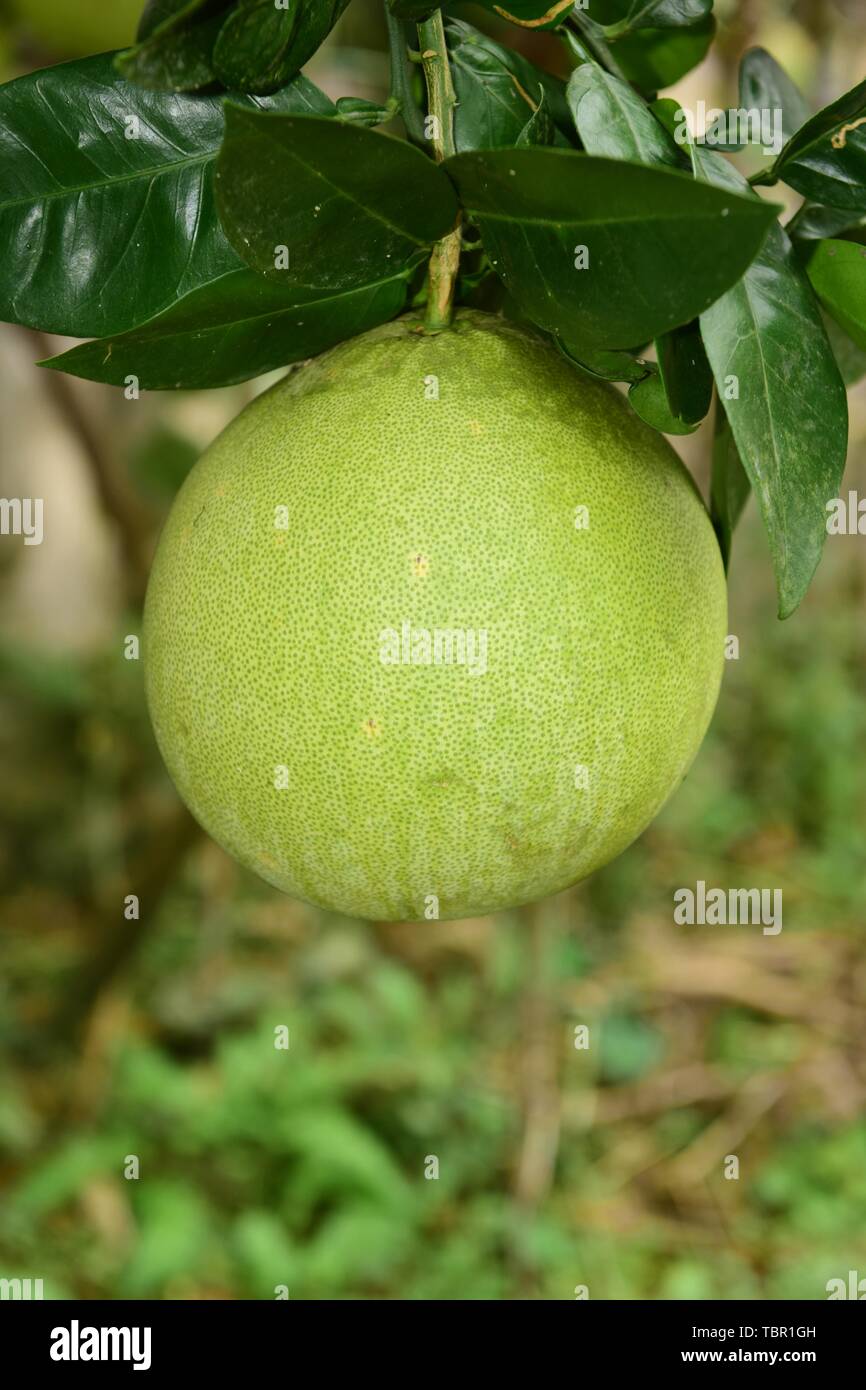 High definition pomelo hires stock photography and images Alamy