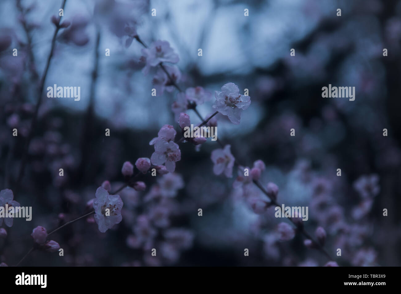 Peach blossoms in the rain Stock Photo Alamy