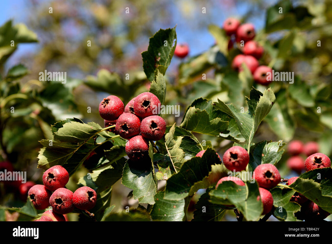 Photographed in Shanxi in October 2018, hawthorn trees are covered with hawthorn fruit Stock Photo