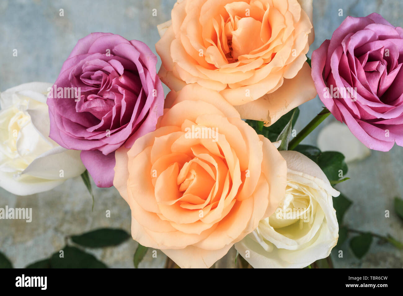Beautiful fragrant roses Stock Photo - Alamy