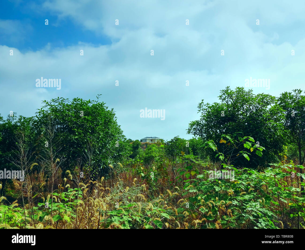 The bushes in the wild Stock Photo - Alamy