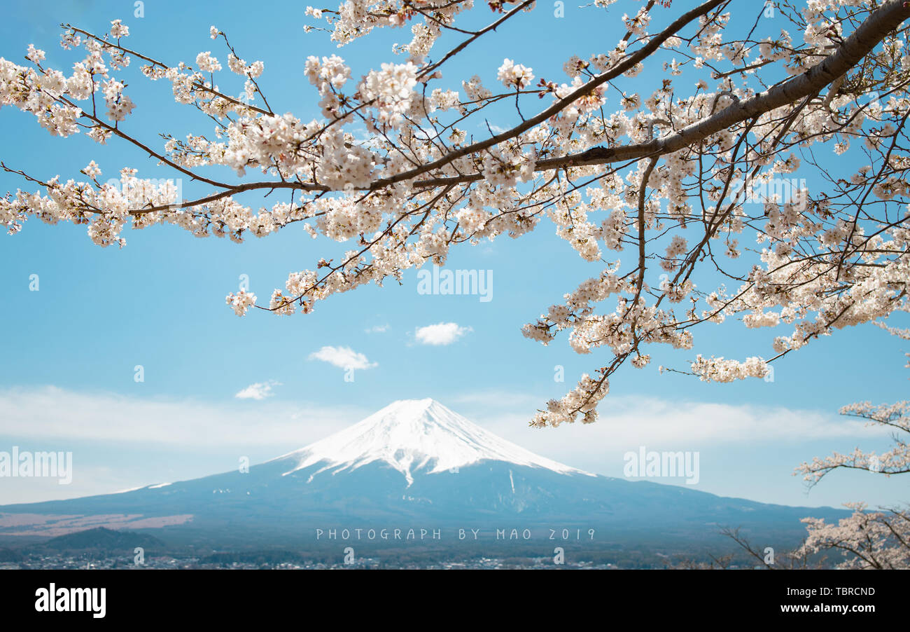 Mount Fuji cherry blossoms Stock Photo - Alamy