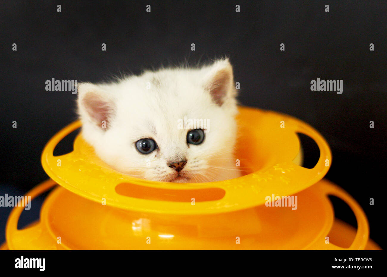 Cats playing with turntables Stock Photo