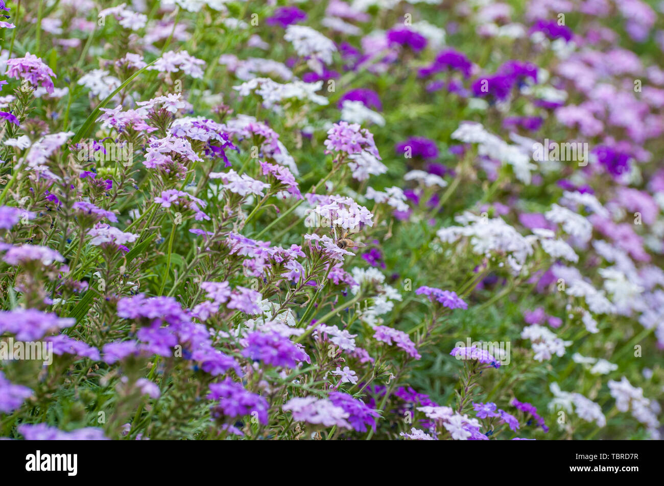 Spring flowers in full bloom Stock Photo