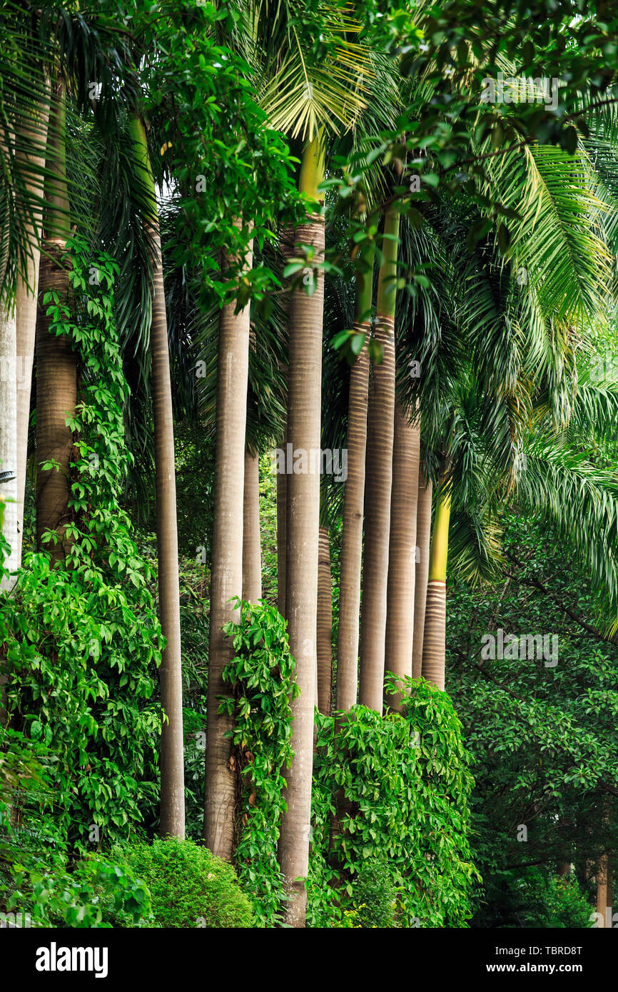 tall-straight-trees-stock-photo-alamy