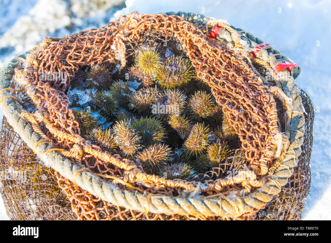 sea urchins produced at the bottom of the sea in the grid in the winter Stock Photo